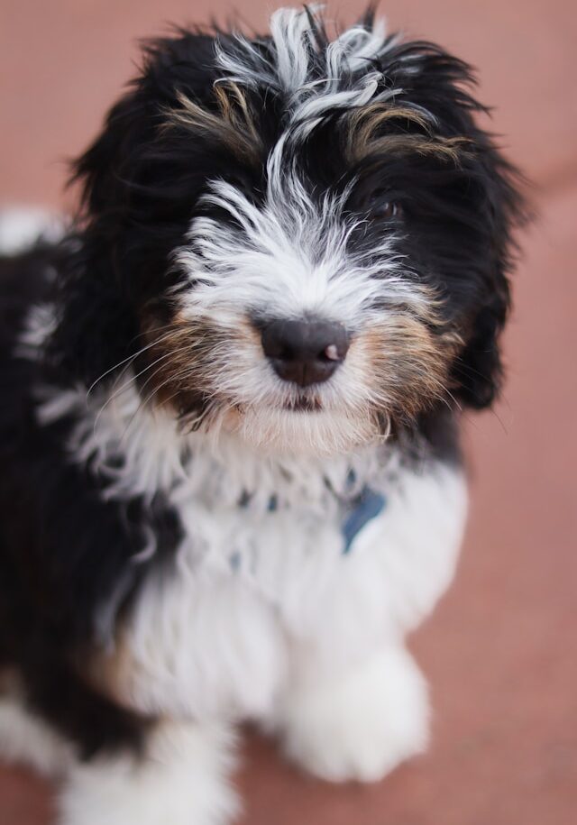 mia-anderson-pp8IVaFpal8-unsplash